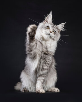 Impressive silver Maine Coon cat, sitting up facing front playing. Paw high up. Looking above camera. isolated on a black background.