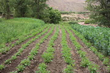 Fields with animals and crops in northwest Argentina
