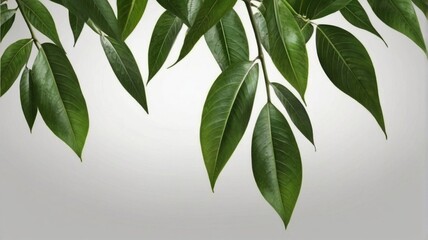 Mango fresh green leaves on a white background
