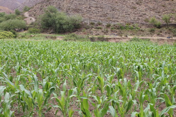 Fields with animals and crops in northwest Argentina
