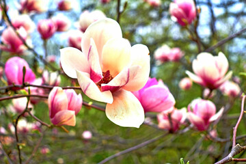 Delicate cute magnolia branches with bright pink flowers in garden