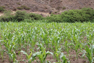 Fields with animals and crops in northwest Argentina
