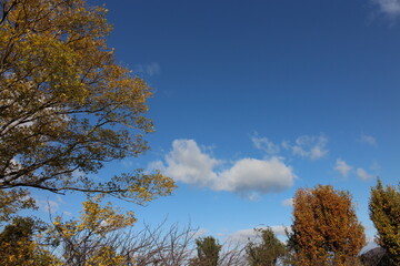秋の風景　ふわふわの雲と紅葉の木