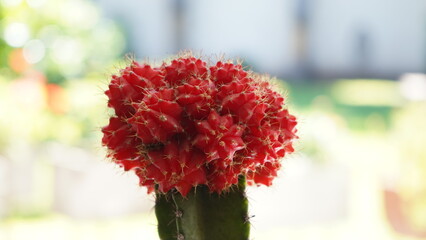 Cactus lunar rojo coral