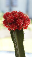 Cactus lunar rojo coral
