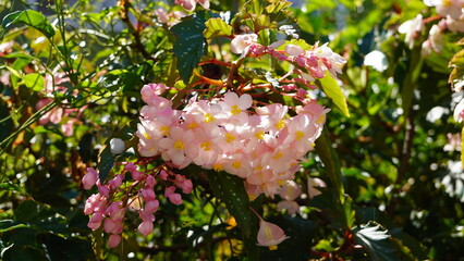 Primavera, flores Begonia ala de ángel