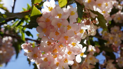 Primavera, Flores Begonia ala de ángel - obrazy, fototapety, plakaty