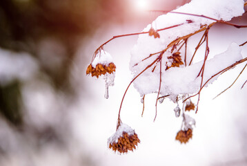 Snow-covered tree branches in winter forest
