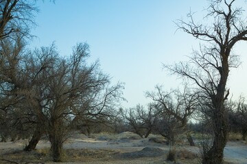 Wuwei City, Gansu Province - Populus euphratica forest on the roadside
