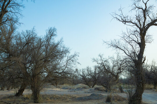 Wuwei City, Gansu Province - Populus euphratica forest on the roadside