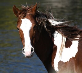 a brown and white horse standing next to a body of water
