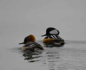 two ducks floating in water on a cloudy day next to each other
