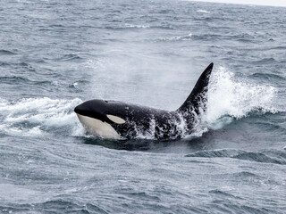 Bull Orca powering through the waves in Iceland