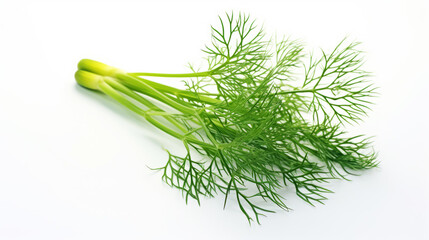 Fresh green dill on white background isolated closeup view