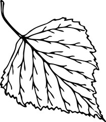 Hand drawn birch leaf vector illustration in line art style isolated on a white background.