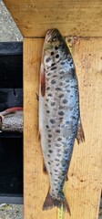 Sevan trout, including the Summer Bakhtak (Salmo ischchan aestivalis Fortunatov) and Gegharkuni...