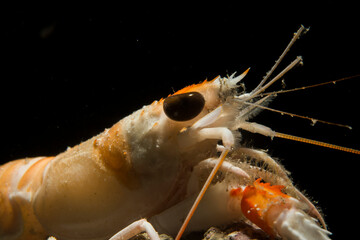 Scampo, Nephrops norvegicus
