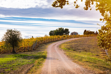 Fototapeta na wymiar Countryside road among farming lands and vineyard