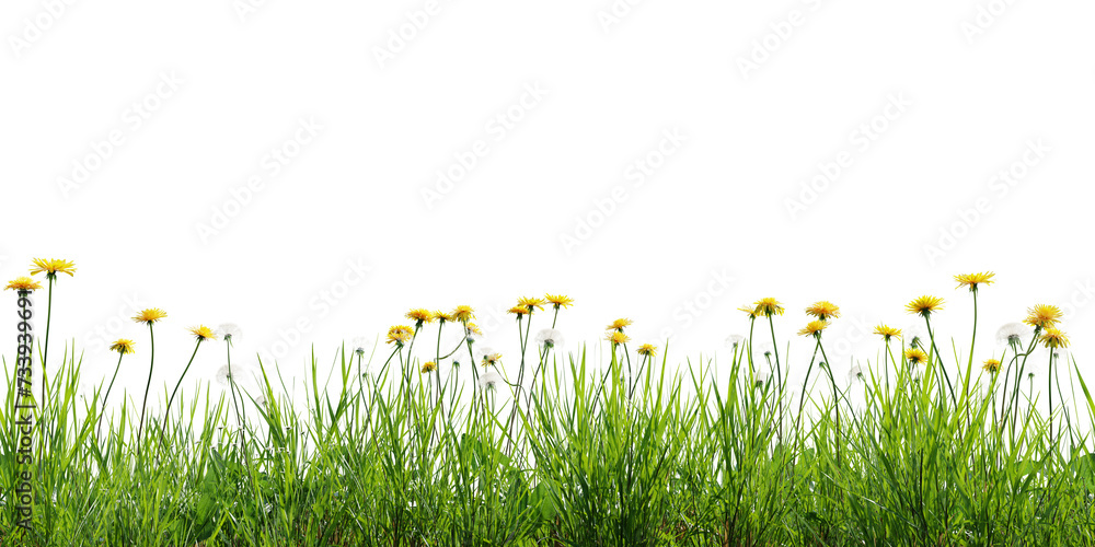 Aufkleber seamless green meadow border with dandelions, isolated on transparent background. 3d render. 3d illu