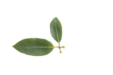 leaf and seeds of daphne tree