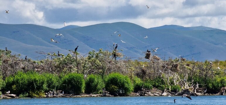 birds on lake sevan armenia, cormorants and sea gulls