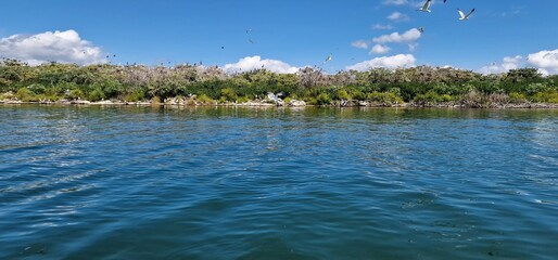 birds on lake sevan armenia, cormorants and sea gulls