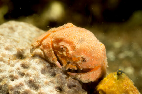 Sponge Crab, Dromia personata,Dromiidae. Mediterranean Sea. Alghero, Sardinia, Italy