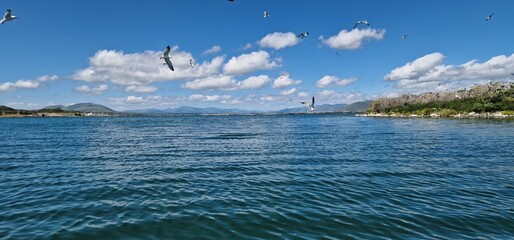 birds on lake sevan armenia, cormorants and sea gulls