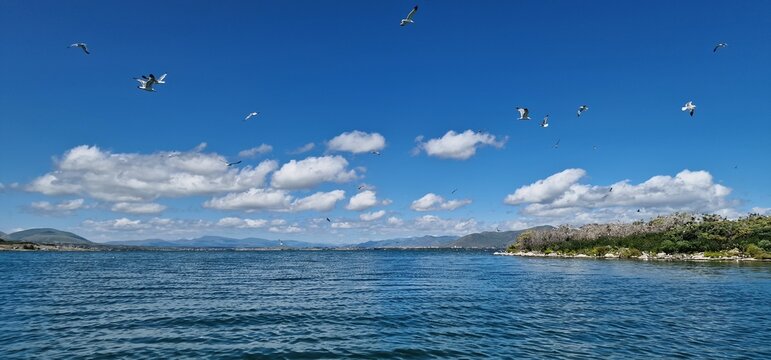 birds on lake sevan armenia, cormorants and sea gulls