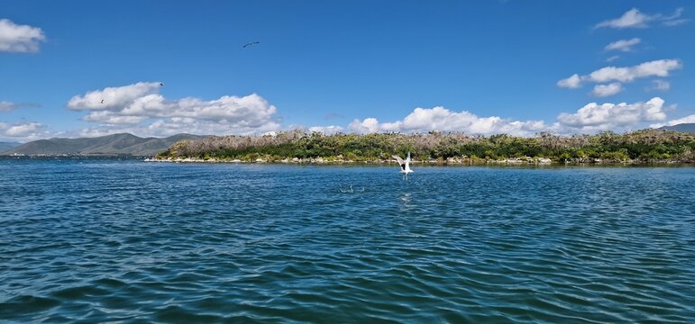birds on lake sevan armenia, cormorants and sea gulls