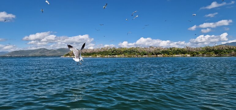 
birds on lake sevan armenia, cormorants and sea gulls, larus and phalacrocorax