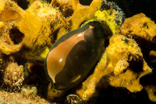 Cipree. Cypraea (Luria) lurida. Mediterraneo