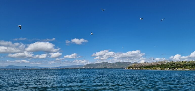 
birds on lake sevan armenia, cormorants and sea gulls, larus and phalacrocorax