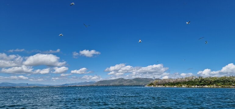 
birds on lake sevan armenia, cormorants and sea gulls, larus and phalacrocorax