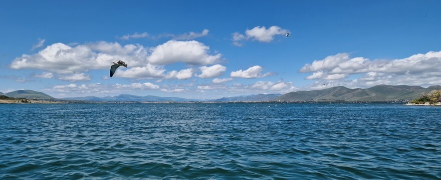 
birds on lake sevan armenia, cormorants and sea gulls, larus and phalacrocorax