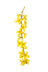 Forsythia yellow flowers isolated on white, blooming in spring season. Sunny flower. Symbol of spring