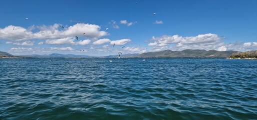 birds on lake sevan armenia, cormorants and sea gulls, larus and phalacrocorax