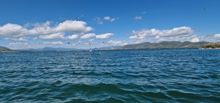 
birds on lake sevan armenia, cormorants and sea gulls, larus and phalacrocorax