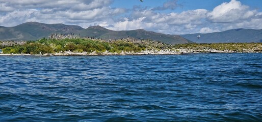 
birds on lake sevan armenia, cormorants and sea gulls, larus and phalacrocorax