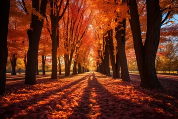 Foto op Canvas vibrant autumn trees with orange leaves and a path in the middle © duyina1990