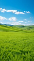 Fototapeta premium Green rolling hills under blue sky with white clouds