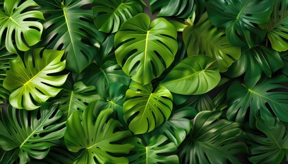 Tropical leaves background. Top view of Monstera leaves background, wallpaper