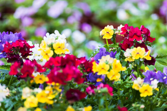 Bright colorful flowers grow in a garden on a sunny day. Nemesia