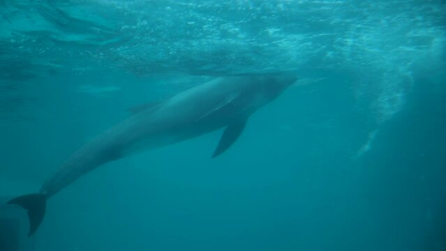 Dolphins swim in the water with babble 