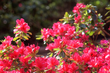 Beautiful pink flowers of blossoming azalea or rhododendron in Keukenhof royal garden in spring, natural floral background, Netherlands - 733952825