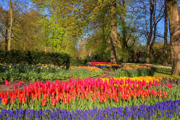 Keukenhof royal garden in spring, scenic view of sunny park alley with different flowers and bright green grass and trees, beautiful landscape, outdoor travel and botanical background, Netherlands