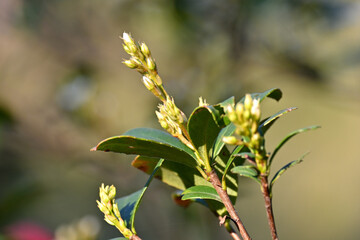 flowers on a branch