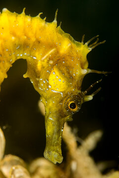Cavalluccio marino o ippocampo,  Cheval marin dor, Langschnauziges Seepferdchen, long-snouted seahorse, (Hippocampus guttulatus), Alghero, Sassari, Sardegna, Italia....