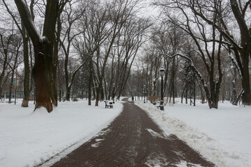 Alley leading deep into the winter Mariinsky Park in Kyiv