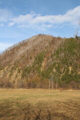 A grassy hill with trees on it